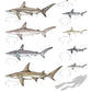 Hammerhead Sharks - Scientific Poster