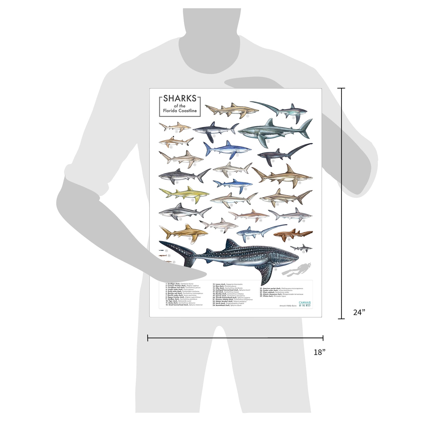 Florida Sharks - Scientific Poster