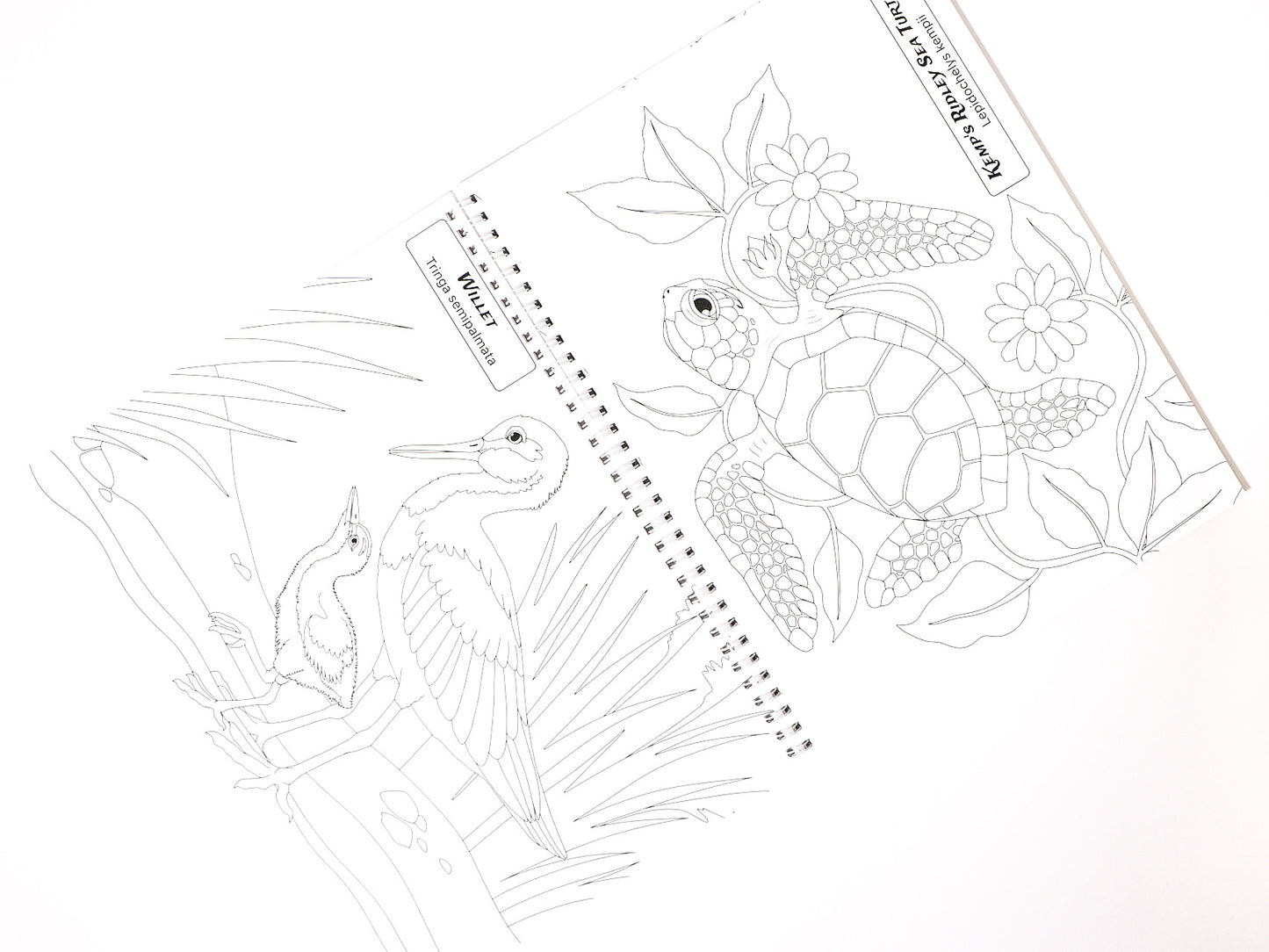 Color Your Way Through Florida's Coastal Waters