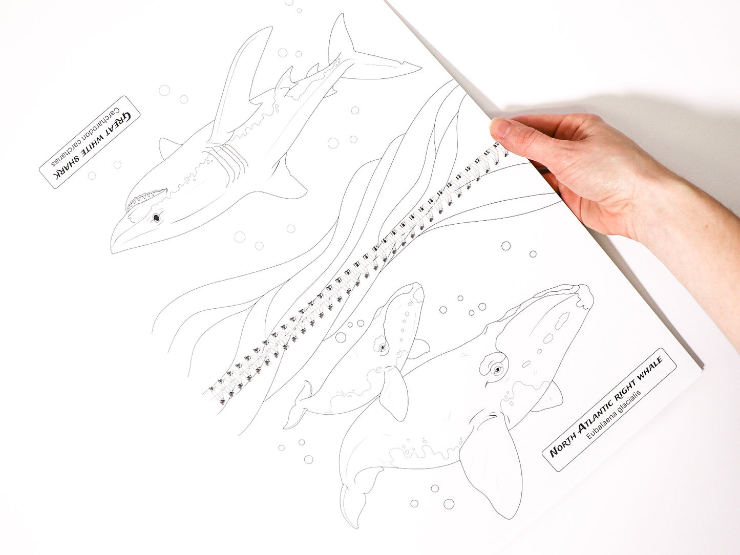Color Your Way Through Florida's Coastal Waters