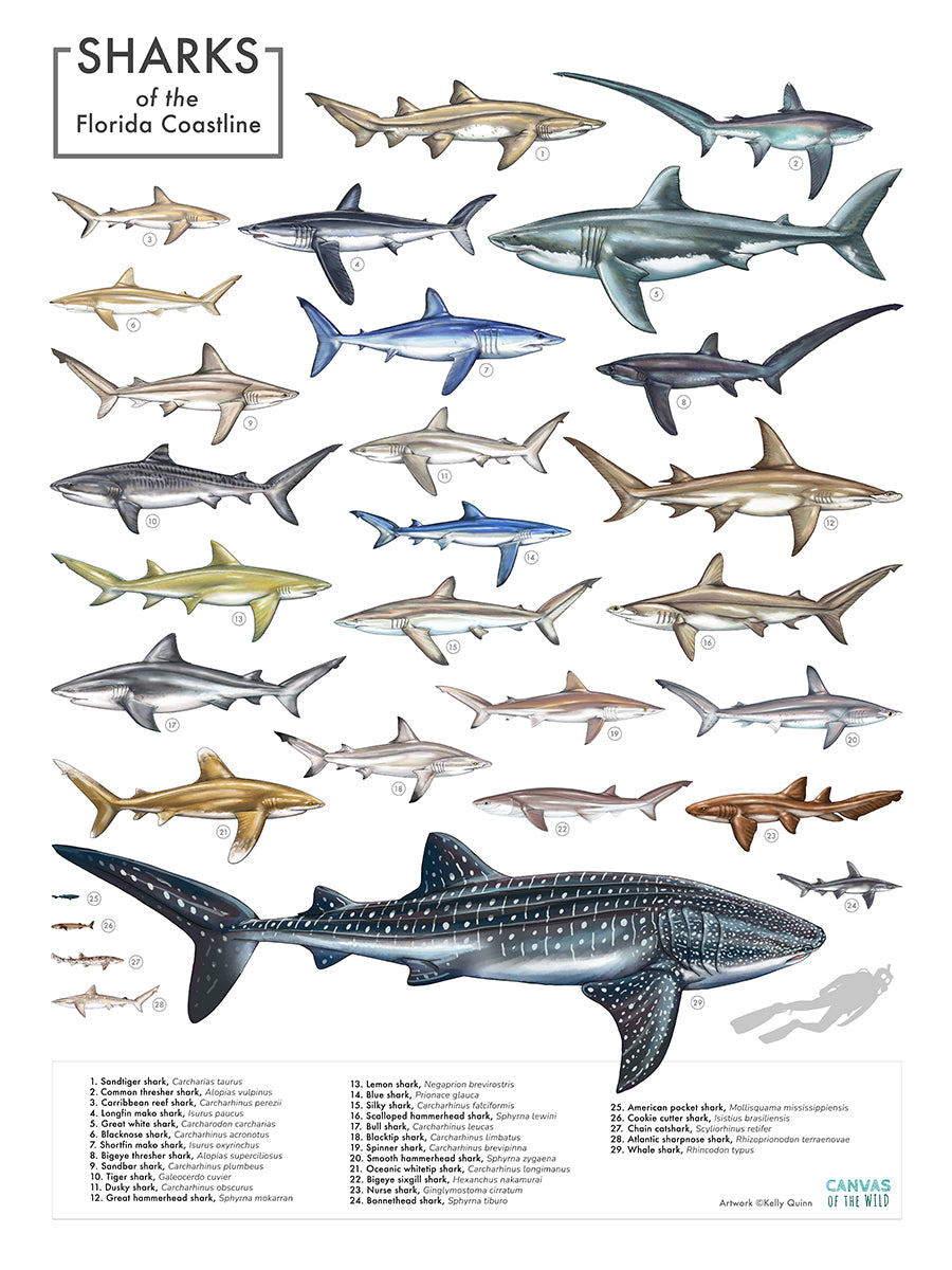 Florida Sharks - Scientific Poster – Canvas of the Wild