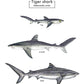 Tiger Shark Lifecycle - Scientific Poster
