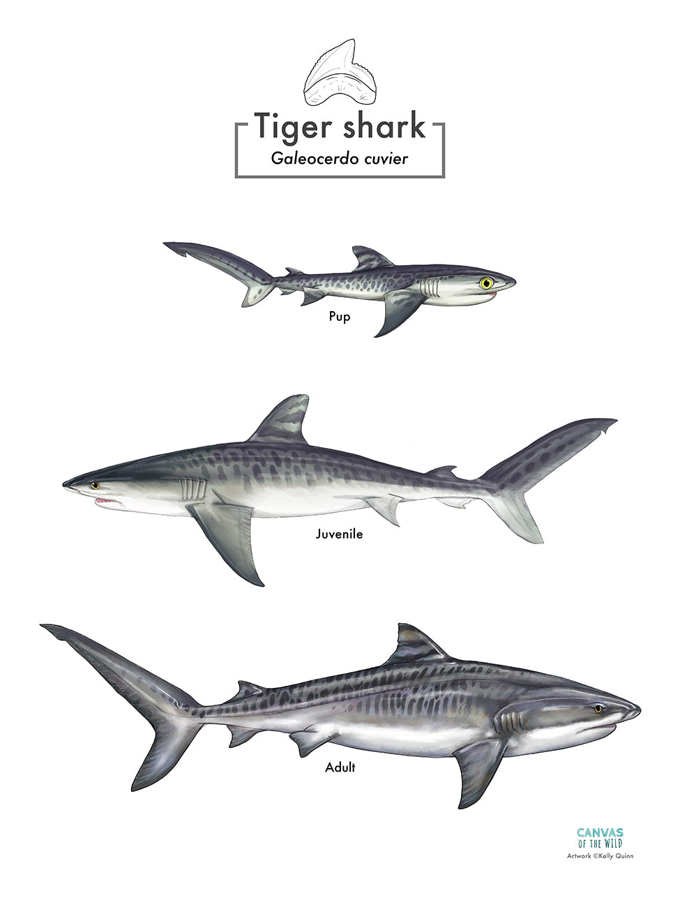 Shark Development Tiger Shark Lifecycle - Scientific Poster – Canvas of the Wild