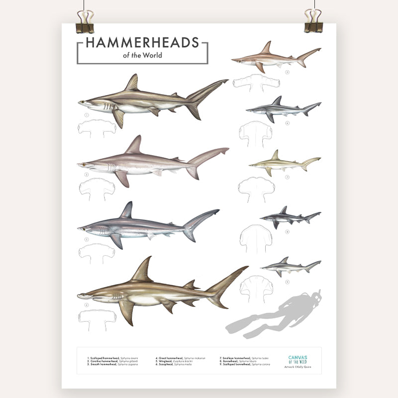 Hammerhead Sharks - Scientific Poster