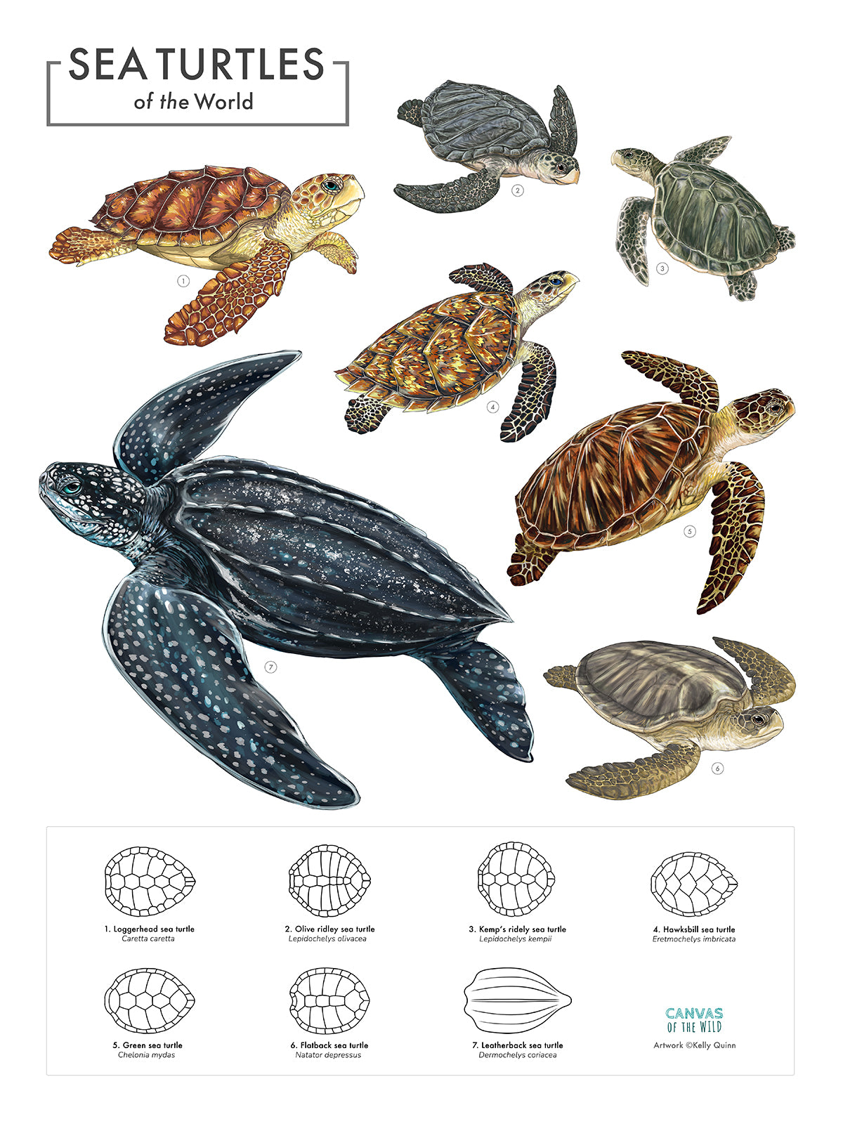 Sea Turtles of the World - Scientific Poster – Canvas of the Wild