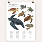 Sea Turtles of the World - Scientific Poster