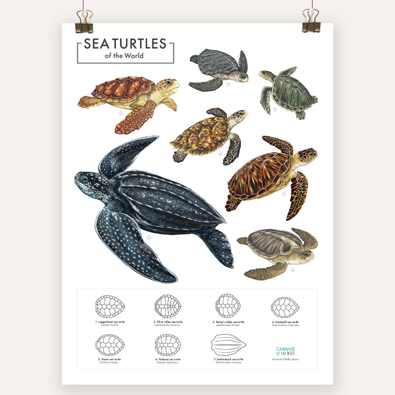 Sea Turtles of the World - Scientific Poster – Canvas of the Wild