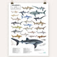 Florida Sharks - Scientific Poster