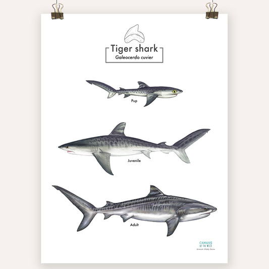 Tiger Shark Lifecycle - Scientific Poster